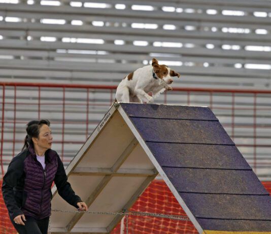 The best dog agility equipment allows for safe dog training.