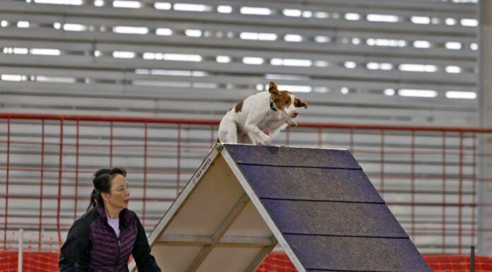 The best dog agility equipment allows for safe dog training.