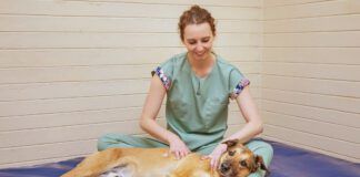 Canine massage can help a dog experiencing muscle spasms and tremors.