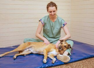 Canine massage can help a dog experiencing muscle spasms and tremors.