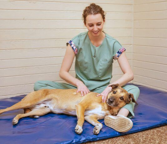 Canine massage can help a dog experiencing muscle spasms and tremors.