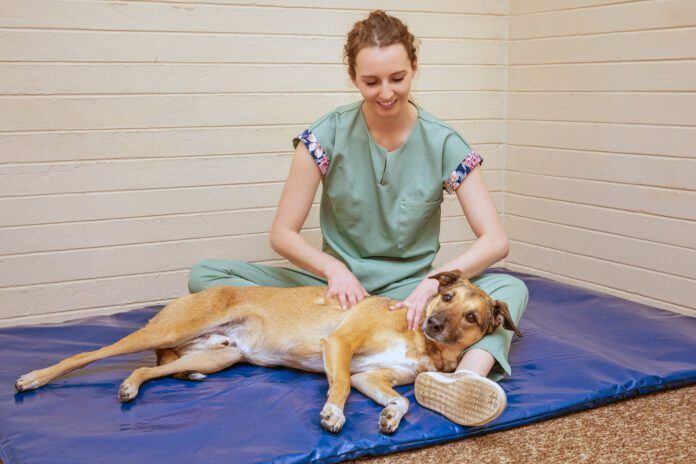 Veterinary physiotherapist performing gentle massage on a dog with muscle tremors and twitching Canine massage can help a dog experiencing muscle spasms and tremors.