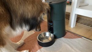 The PATPET timed automatic dog feeder is the best budget dog feeder we reviewed.
