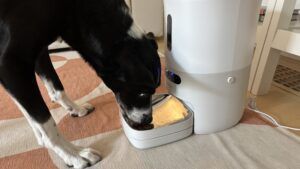The Pawsync automatic feeder dispenses food by weight making it the best automatic dog feeder for weight loss.