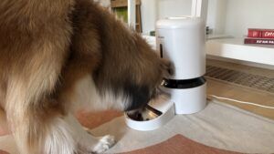 The Petlibro granary is the best overall automatic dog feeder overall.