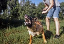 Desensitization Can Change a Dog’s Behavior Knowing how to desensitize a dog can help reduce aggressive over reaction to stimuli.