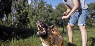 Knowing how to desensitize a dog can help reduce aggressive over reaction to stimuli.