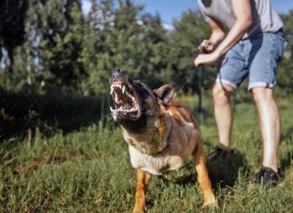Desensitization Can Change a Dog’s Behavior Knowing how to desensitize a dog can help reduce aggressive over reaction to stimuli.