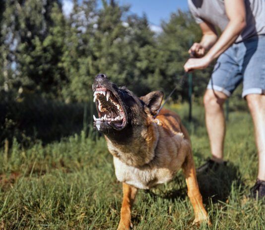 Desensitization Can Change a Dog’s Behavior Knowing how to desensitize a dog can help reduce aggressive over reaction to stimuli.