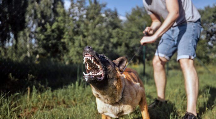 Knowing how to desensitize a dog can help reduce aggressive over reaction to stimuli.