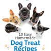 10 Easy, Homemade Dog Treat Recipes