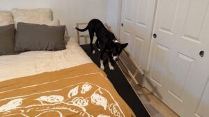 The Doggo ramp large ramp is a long stirdy ramp that works for large dogs.