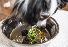 Tumeric for dogs is purported to have many health benefits.