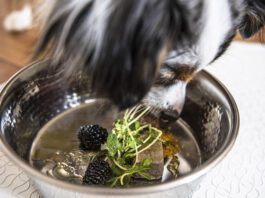 What You Need to Know About Turmeric for Dogs Tumeric for dogs is purported to have many health benefits.