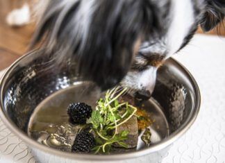 Tumeric for dogs is purported to have many health benefits.