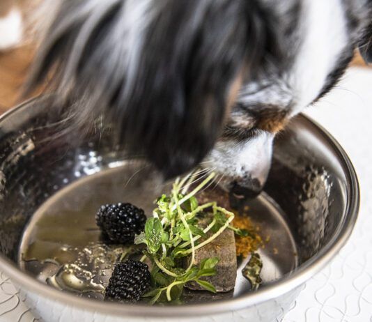 Tumeric for dogs is purported to have many health benefits.