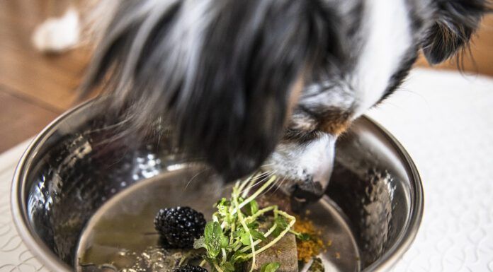 Tumeric for dogs is purported to have many health benefits.