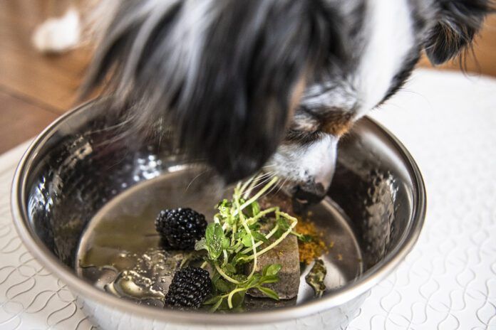 Tumeric for dogs is purported to have many health benefits.