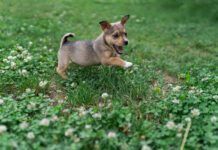 A small brown puppy frolicking in the grass.