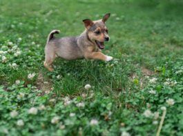 A small brown puppy frolicking in the grass.