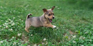 A small brown puppy frolicking in the grass.