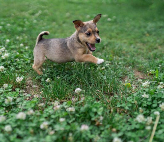 A small brown puppy frolicking in the grass.