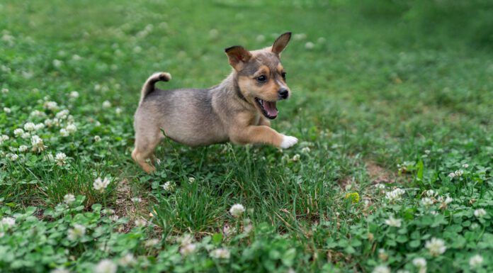 A small brown puppy frolicking in the grass.