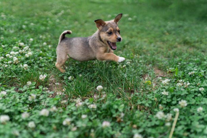 A small brown puppy frolicking in the grass.