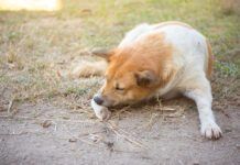 A brown and white dog aggressively chewing at his paw.