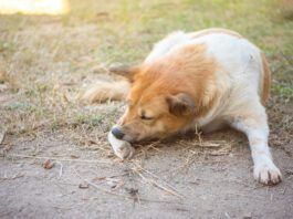 A brown and white dog aggressively chewing at his paw.