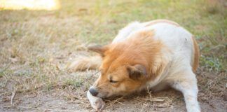 A brown and white dog aggressively chewing at his paw.