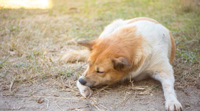 A brown and white dog aggressively chewing at his paw.