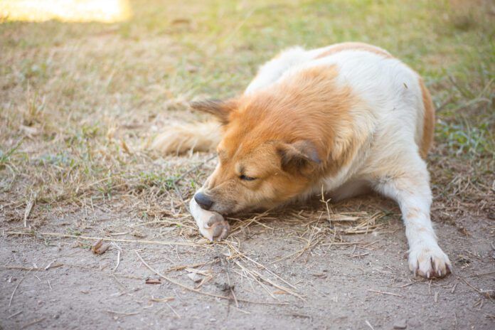 A brown and white dog aggressively chewing at his paw.