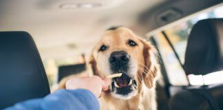 Excessive salt is bad for dogs, and you should be wary when you share salty foods with them.