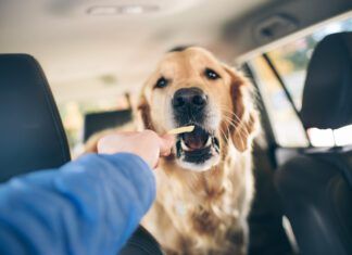 Excessive salt is bad for dogs, and you should be wary when you share salty foods with them.