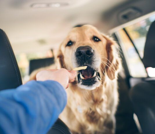 Can Dogs Eat Salt? Understanding Sodium and Safety Excessive salt is bad for dogs, and you should be wary when you share salty foods with them.