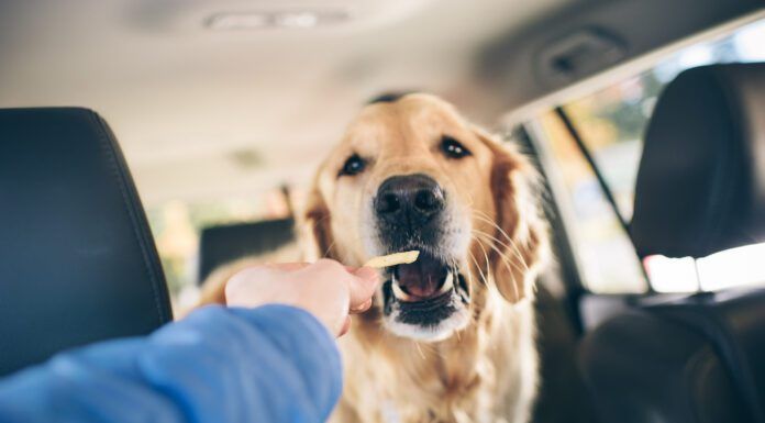 Can Dogs Eat Salt? Understanding Sodium and Safety Excessive salt is bad for dogs, and you should be wary when you share salty foods with them.