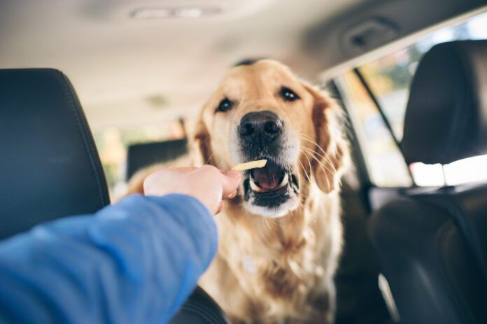 Golden retriever eats a french fry Excessive salt is bad for dogs, and you should be wary when you share salty foods with them.