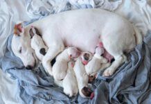 Liver shunts in dogs are congenital defects that can reduce a dog's life expectancy.