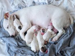 Liver shunts in dogs are congenital defects that can reduce a dog's life expectancy.