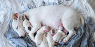 Liver shunts in dogs are congenital defects that can reduce a dog's life expectancy.