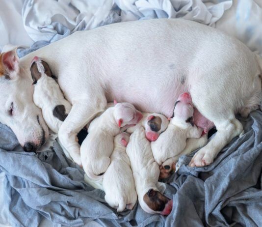 Most Dog Liver Shunts Are Congenital Liver shunts in dogs are congenital defects that can reduce a dog's life expectancy.