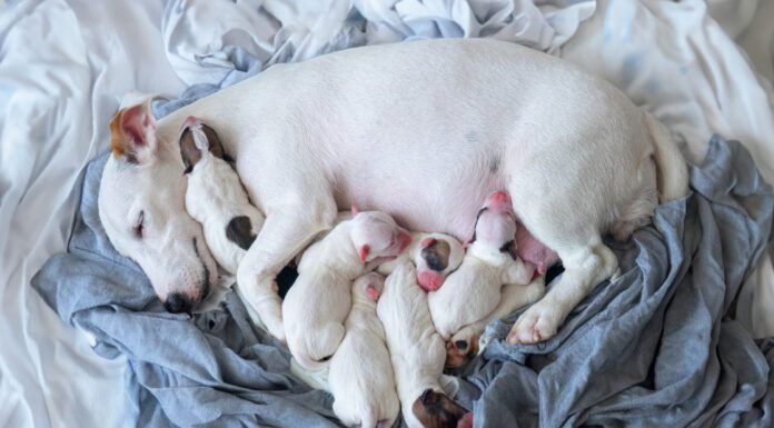 Most Dog Liver Shunts Are Congenital Liver shunts in dogs are congenital defects that can reduce a dog's life expectancy.