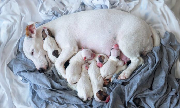 new born puppy safety sleep with mother Liver shunts in dogs are congenital defects that can reduce a dog's life expectancy.