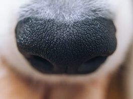 Discoid lupus in dogs is an autoimmune disease in dogs that can be controlled with medication.