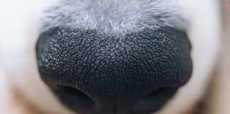 Discoid lupus in dogs is an autoimmune disease in dogs that can be controlled with medication.