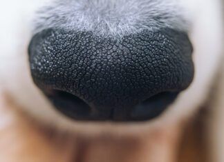 Discoid lupus in dogs is an autoimmune disease in dogs that can be controlled with medication.