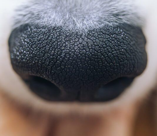 Discoid lupus in dogs is an autoimmune disease in dogs that can be controlled with medication.