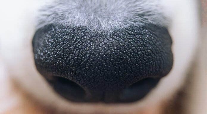 Discoid Lupus in Dogs Discoid lupus in dogs is an autoimmune disease in dogs that can be controlled with medication.