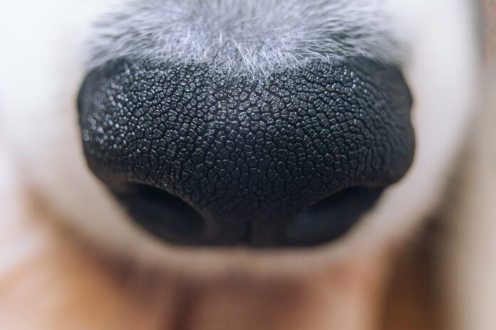 Dog nose extreme close-up Discoid lupus in dogs is an autoimmune disease in dogs that can be controlled with medication.